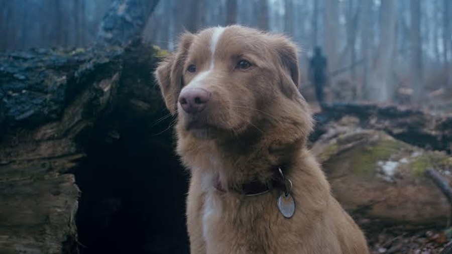 Good Boy Cuplikan adegan dalam film horor Good Boy.