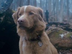 Tantangan Sutradara 'Good Boy' Ubah Anjing Peliharaan Jadi Bintang Film Horor