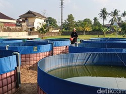 Transformasi Kolam Ikan Lele Biasa Jadi Kampung Kreatif Palembang