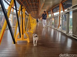 Banyak Kotoran Kucing di Skywalk Kebayoran, Warga: Bengong Dikit Keinjek