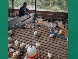 Rimba Raya Jaga Kelestarian Hutan lewat Peternakan Ayam, Ini Faktanya!