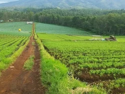 Menikmati Kabut dan Hutan Pinus di Bukit Jengkoang Batu