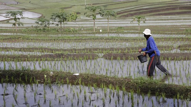 BPS catat deflasi beras 0,13% pada September 2025, menandai penurunan harga pertama sejak 2021, produksi beras meningkat, stabilitas harga terjaga.