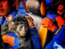 Lutung Gunung Jayanti Tewas Tersengat Listrik, Sempat Bertahan 5 Hari