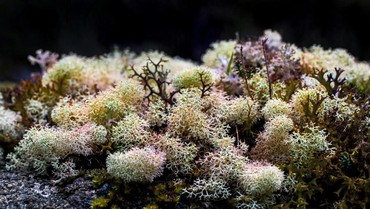 Manfaat Sea Moss Gel yang Dikonsumsi Mahalini, Bikin Diet Lebih Sehat