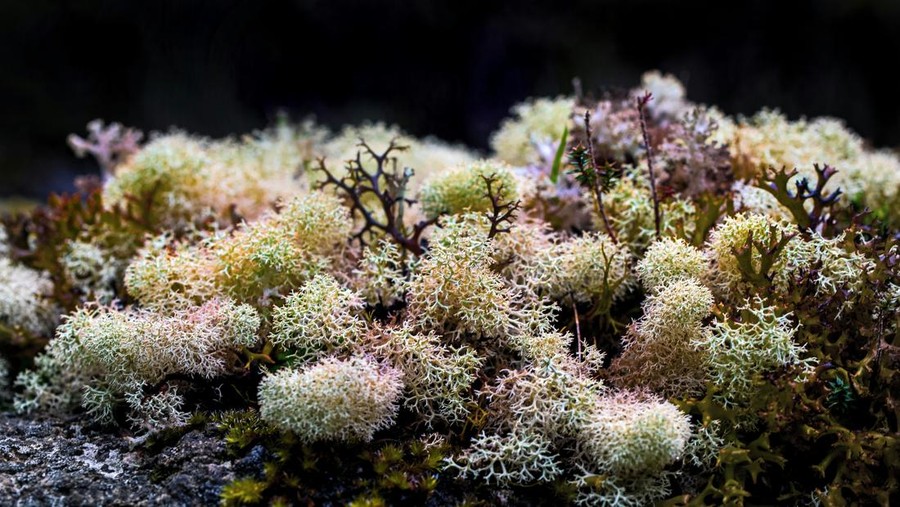 Ilustrasi sea moss Ilustrasi rumput laut