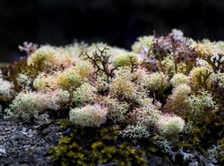 Manfaat Sea Moss Gel yang Dikonsumsi Mahalini, Bikin Diet Lebih Sehat