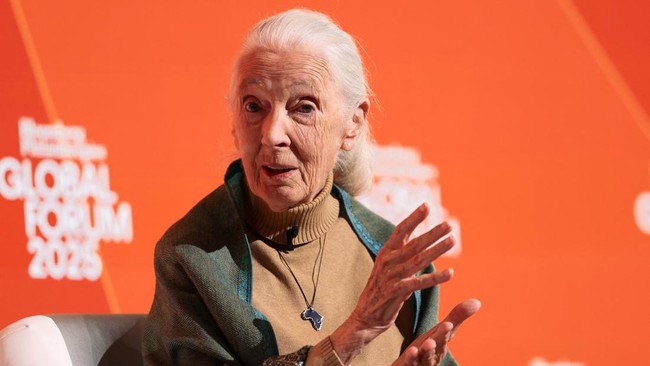 Ilmuwan sekaligus aktivis pelindung primata Jane Goodall meninggal dunia di California, AS, pada Rabu (1/10).