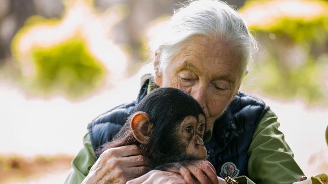 Jane Goodall merupakan ahli primata dan konservasionis yang semasa hidupnya bertekad mendorong manusia untuk menjaga bumi.
