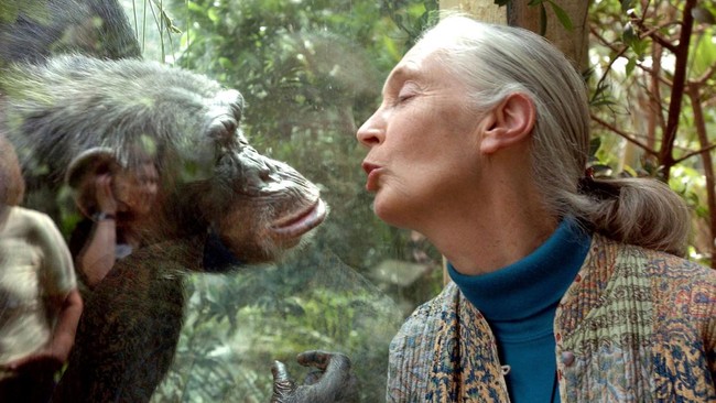 Jane Goodall merupakan ahli primata dan konservasionis yang semasa hidupnya bertekad mendorong manusia untuk menjaga bumi.