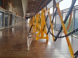 Langkah Transjakarta Usai Skywalk Kebayoran Lama Banyak Kotoran Kucing