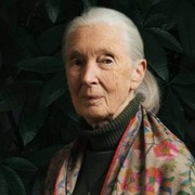 Primatolog Jane Goodall Meninggal di Usia 91 Tahun, Ini Sosoknya yang Jadi Penyelamat Simpanse