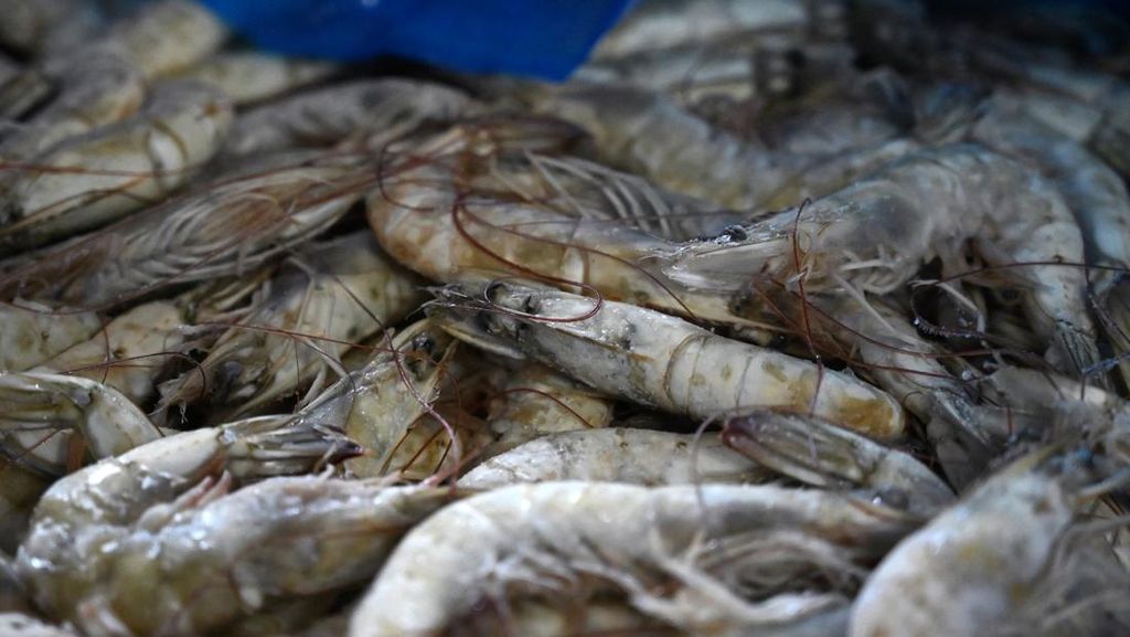 Berapa Lama Udang Bertahan di Freezer? Ini Penjelasannya