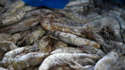 Pemerintah Pastikan AS Tak Blokir Udang dari RI