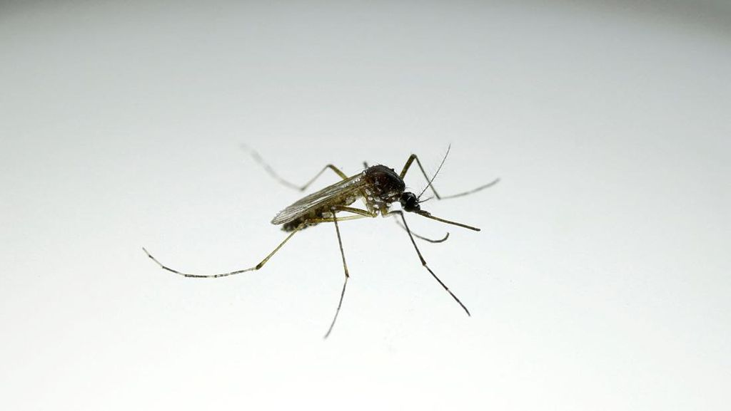 Per April 2026 Kasus Dengue Tembus 30 Ribu