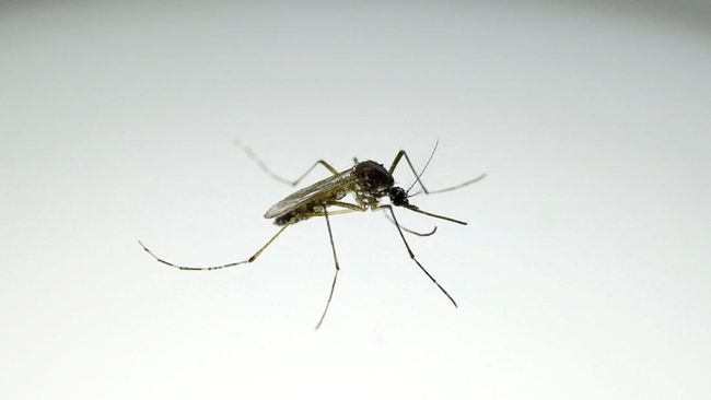 Kasus dengue meningkat di Indonesia. Edukasi, lingkungan kerja sehat, dan pencegahan terintegrasi jadi kunci menekan risiko.