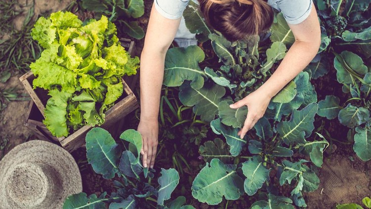 Young Woman Harvesting Home Grown Lettuce