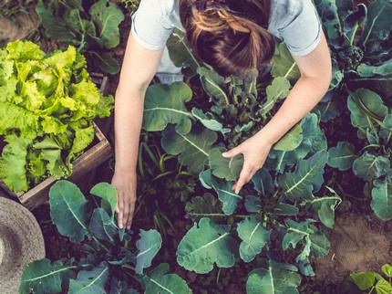 6 Cara Menanam Tanaman Sayur di Pekarangan Rumah