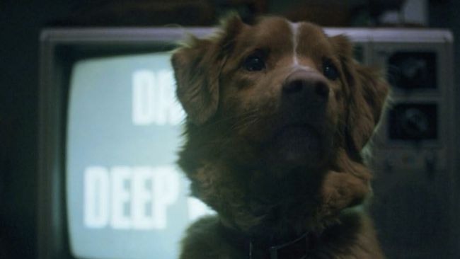 Sinopsis Good Boy tentang situasi horor yang dialami manusia, tapi ditampilkan dari perspektif anjing peliharaannya.
