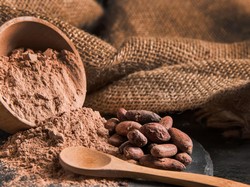 Buah Manis Perjuangan Petani Kakao Jembrana dalam Menjaga Mutu di Panggung Internasional