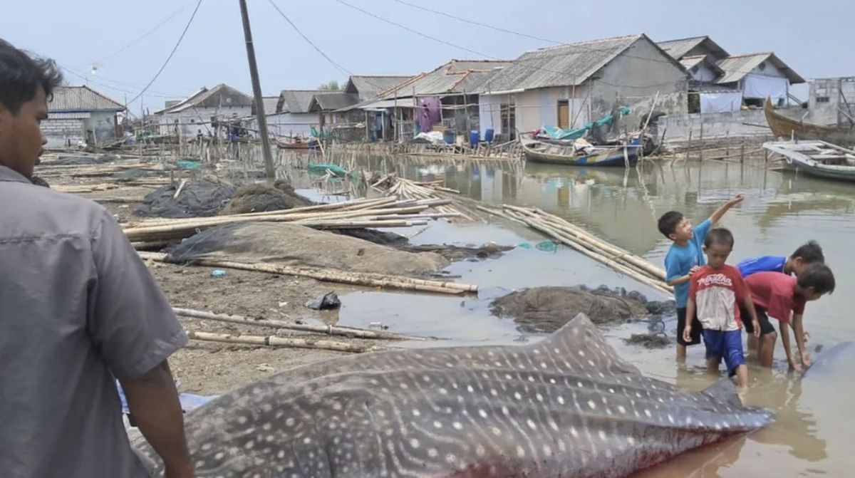 Hiu Paus Berukuran 5 Meter Ditemukan Mati Terdampar di Pesisir Bekasi