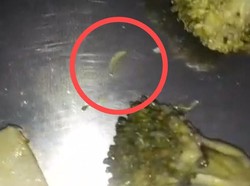 Geger Temuan Ulat di Menu Sayur MBG SDN Maricaya II Makassar