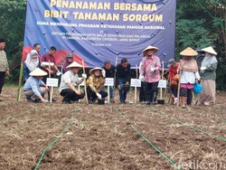 Jabar Dorong Pengembangan Sorgum Jadi Komoditas Strategis