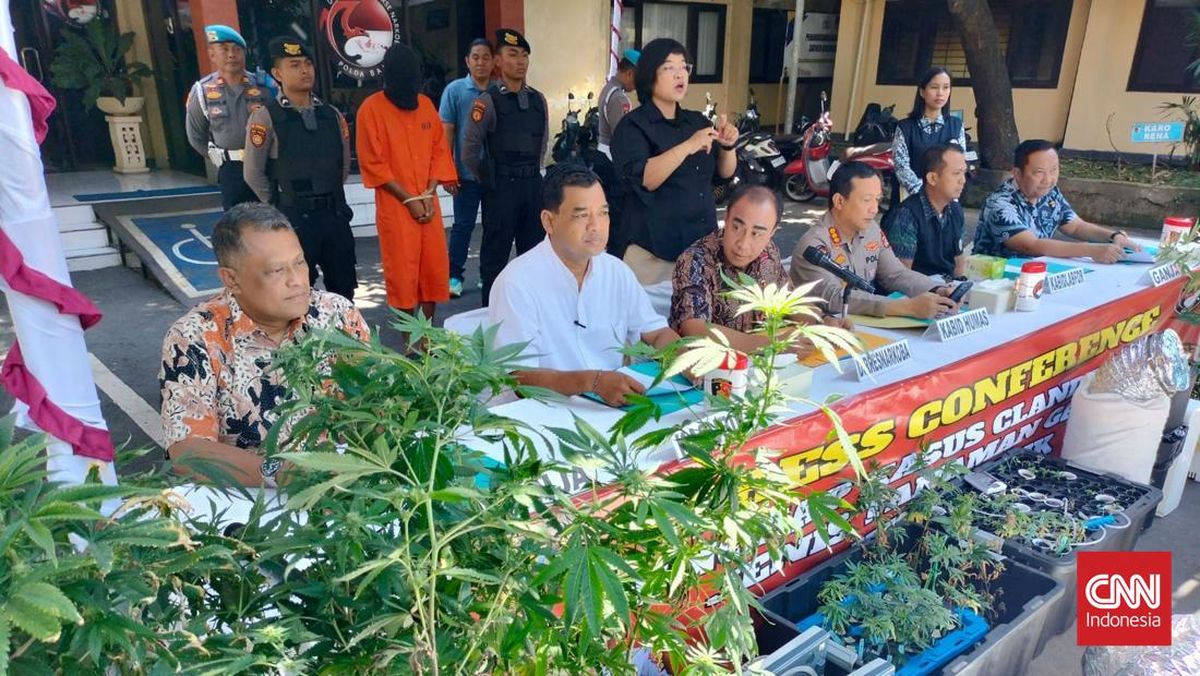 Polda Bali Gerebek Pasutri WNA Punya Kebun Ganja di Rumah Kontrakan