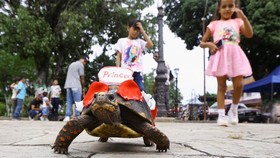 FOTO: Adu Cepat Kura-Kura Cantik di Venezuela