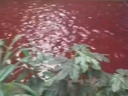 Air Kali di Serpong Berwarna Merah, Pemkot Tangsel Cek Penyebabnya