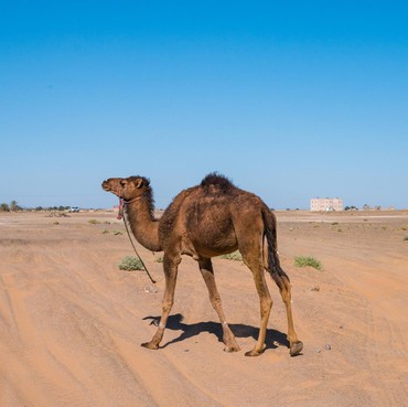 Kisah Unta Pertama yang Berhasil Menembus Pedalaman Gersang Australia
