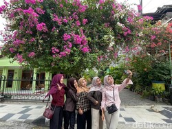 FOMO Bunga Bougenville, Anak Muda Lamongan Ramai-ramai Hunting Foto Estetik