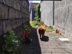 Viral Botol Merah di Gang-gang Bali, Ampuh Cegah Anjing Buang Air Sembarangan?
