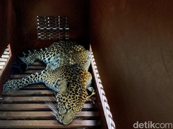 Momen Menegangkan Evakuasi Macan Tutul yang Masuk Hotel di Bandung
