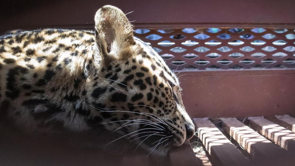 Macan Tutul Terjerat di Permukiman Warga Gunung Mas Bogor