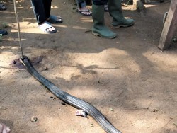 Petani Tewas Usai Duel dengan King Cobra di Rumahnya
