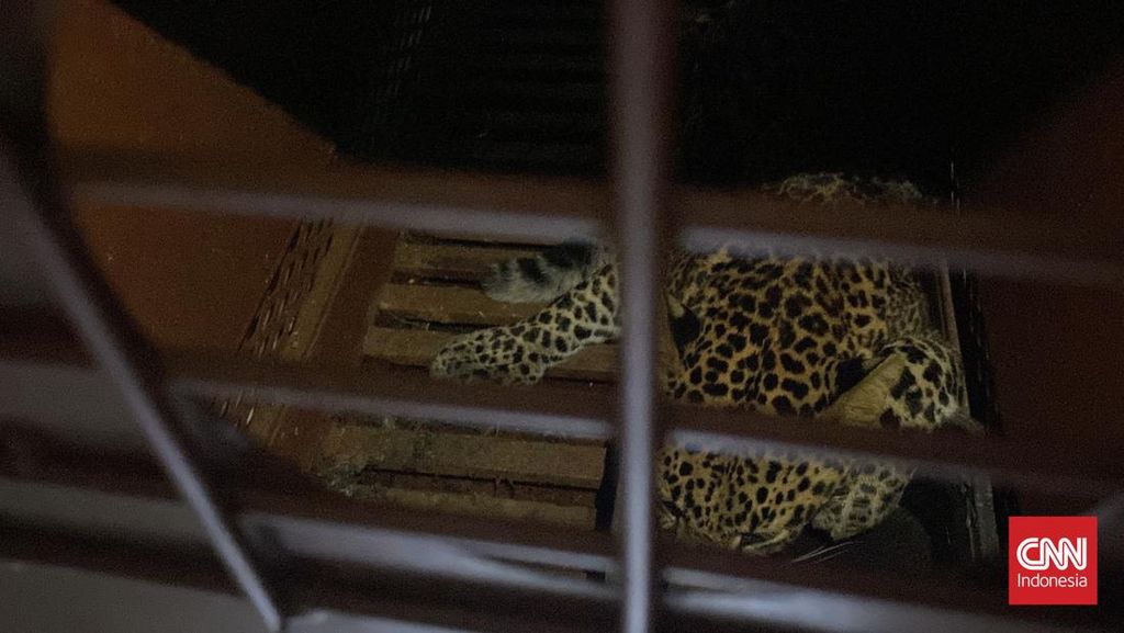 Macan Tutul Lawu Turun Gunung di Tawangmangu Jateng