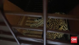 Macan Tutul di Hotel Anugerah Bandung Ditangkap Petugas