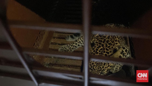 Seekor macan tutul ditangkap di Hotel Anugerah, Bandung, setelah evakuasi dramatis selama tiga jam. Hewan ini diduga kabur dari Lembang Zoo.