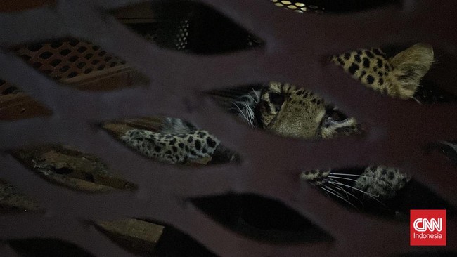 Seekor macan tutul jantan berhasil ditangkap setelah berkeliaran di permukiman warga di Desa Maruyung, Kabupaten Bandung.