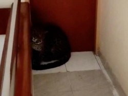 Heboh Macan Tutul Masuk Hotel di Bandung