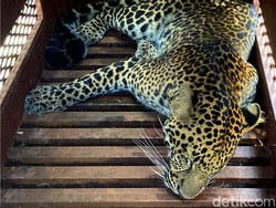 BBKSDA Belum Bisa Pastikan Macan Tutul Masuk Hotel Itu Kabur dari Lembang Zoo