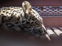 Kesamaan Macan Tutul yang Masuk Hotel dan Buronan di Lembang