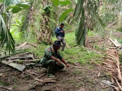 Sejumlah Warga Ngaku Sempat Lihat Langsung Harimau di Deli Serdang