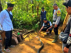 Kondisi Mengenaskan Ocang yang Tewas Usai Duel dengan King Kobra