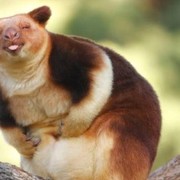 Mengenal Kanguru Wondiwoi, Sempat Dinyatakan Punah tapi Muncul Lagi di Indonesia