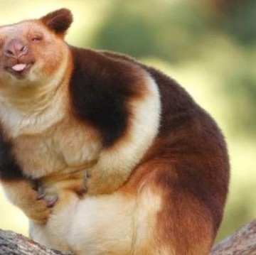 Mengenal Kanguru Wondiwoi, Sempat Dinyatakan Punah tapi Muncul Lagi di Indonesia