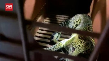 Leopard vstopil v hotel v Bandungu, Indonezija