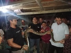 Ngeri! Piton 2 Meter Masuk Rumah Warga yang Sakit-Tinggal Sendiri di Makassar