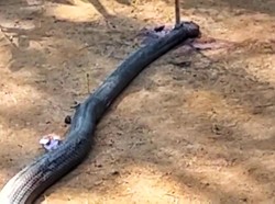 Penampakan King Cobra yang Mati Usai Duel Lawan Petani Sukabumi